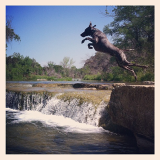 Henry leaping