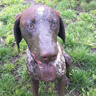 Henry in the mud